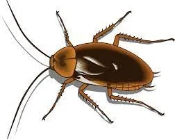 Go away Cockroach